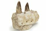 Mosasaur Jaw Section with Two Teeth - Morocco #220673-3